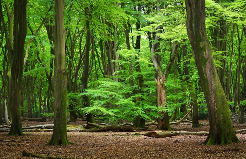 Landgoed Gorp en Roovert